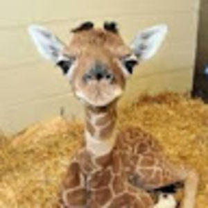 Meet your Posher, Jackie b